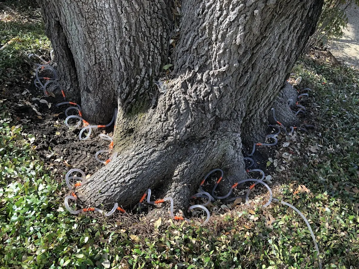 Detailed Tree Cabling and Bracing job site in Town Creek