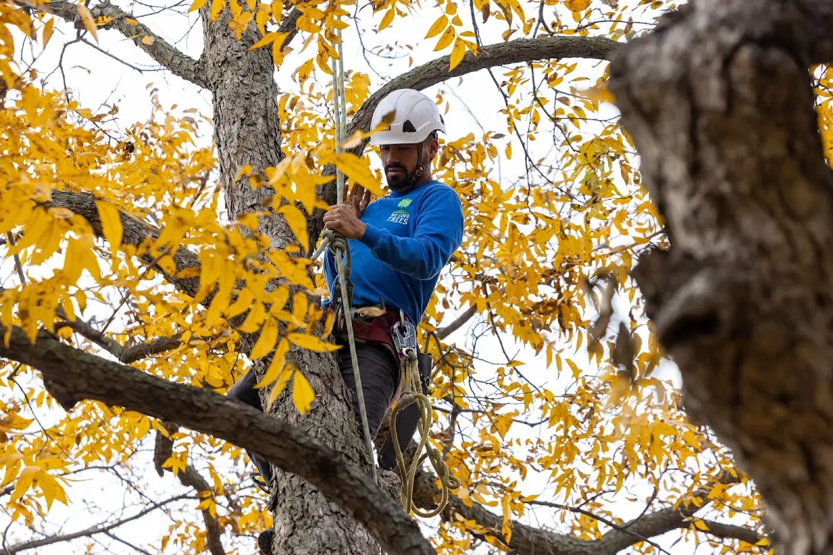 Skilled Storm Damage Cleanup crew working in Town Creek