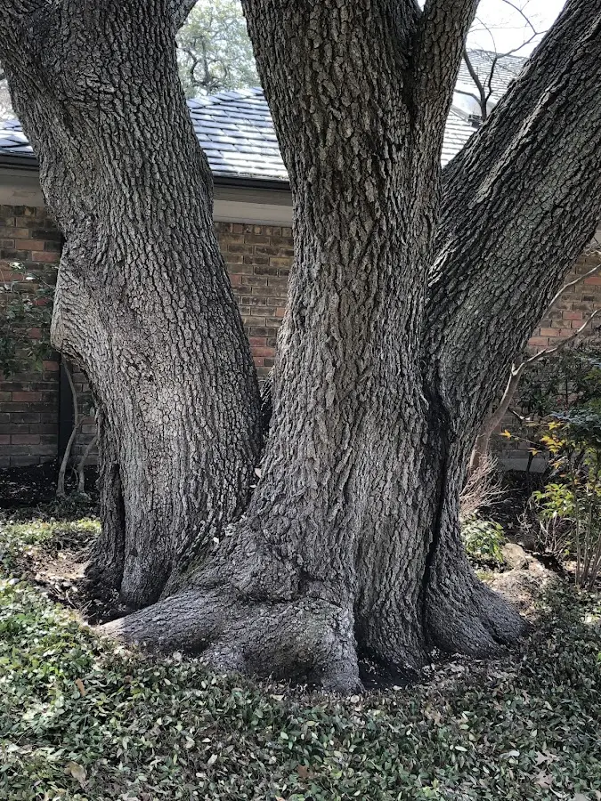 Mature heritage tree close to a Town Creek property cared for by certified arborists